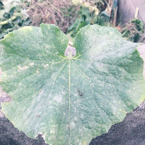 うどんこ病の対策 発生原因と時期は 効果的な予防方法はある Greensnap グリーンスナップ